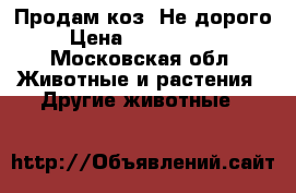 Продам коз. Не дорого. › Цена ­ 5000-20000 - Московская обл. Животные и растения » Другие животные   